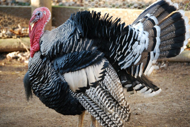 Post image for How Well Do You Know Your Turkey?