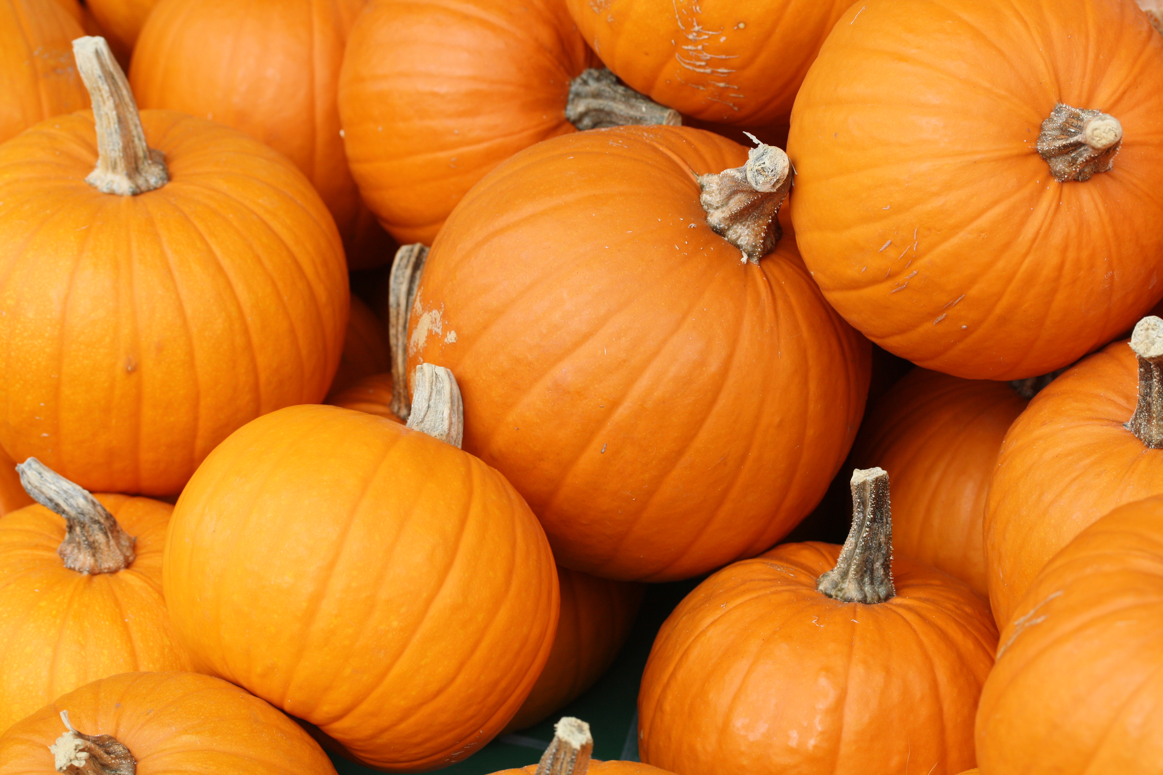Post image for How To Pick The Perfect Pumpkin